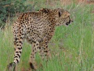 Afrika SüdAfrika Natur Tiere Wild