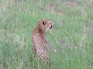 Afrika SüdAfrika Natur Tiere Wild