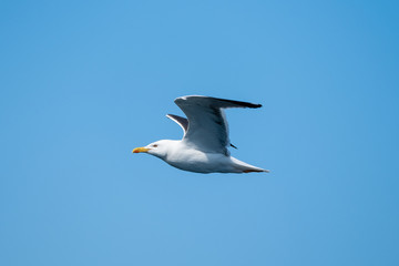 Möwe auf hoher See