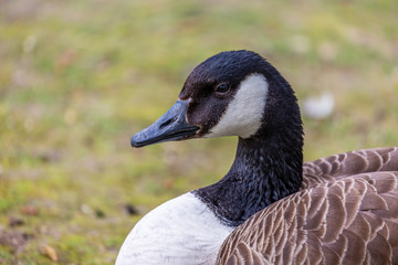 Portrait of canadian goose
