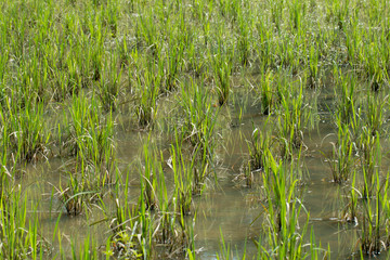 Organic Rice plantation, paddy field Agriculture