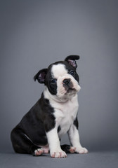 Boston terrier puppy posing in grey studio background.	