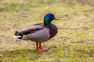 Duck on the grass field