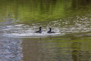 Two birds in water