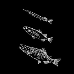 해산물 일러스트 / 손으로 그린 수산물 그림