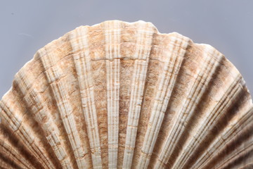 close up on a sea shell isolated on white background with copy space for your text