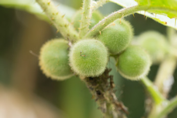 Bolo Maka on plant.Solanum stramoniifolium Jacq