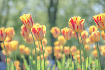 Yellow tulips with red stripes blossoming in UK park.