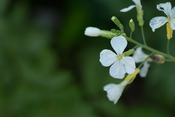 Close up of White flowers