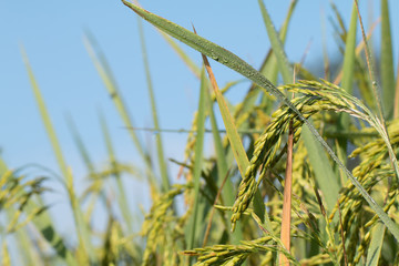 Naklejka premium Paddy rice field