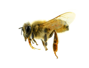 Bee isolated on the white.