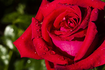 Rosa roja con gotas de agua,