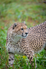 Naklejka na ściany i meble Cheetah in the grass