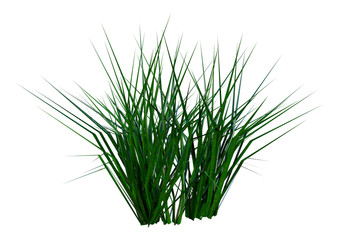 3D Rendering Patch of Grass on White