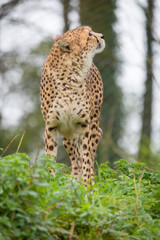Cheetah in the grass