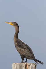 A double-crested cormorant (Phalacrocorax auritus) perched on a wooden pole and enjoying the warmth of the sun.