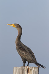 A double-crested cormorant (Phalacrocorax auritus) perched on a wooden pole and enjoying the warmth of the sun.