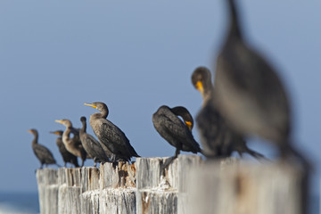 A group of double-crested cormorants (Phalacrocorax auritus) perched on wooden poles and enjoying the warmth of the sun seen from Fort Myers beach,Florida USA.