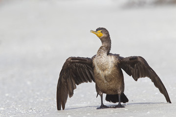A double-crested cormorant (Phalacrocorax auritus) drying its feathers on the beach enjoying the warmth of the sun seen from Fort Myers beach,Florida, USA.