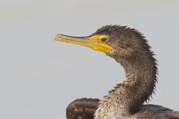 A portrait os a double-crested cormorant (Phalacrocorax auritus)  enjoying the warmth of the sun seen from Fort Myers beach,Florida, USA.