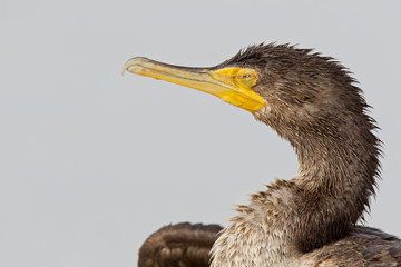 A portrait os a double-crested cormorant (Phalacrocorax auritus)  enjoying the warmth of the sun seen from Fort Myers beach,Florida, USA.