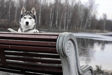 Husky breed dog peeking from the bench