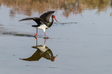 Black stork fishing in a river near Skala Kallonis on the island Lesbos in Greece