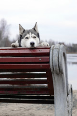 A dog breed Husky is waiting for the owner, sitting on a bench and resting his head