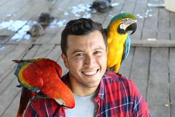 Fototapeta premium Ethnic man interacting with two gorgeous macaws