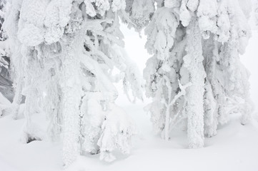 Winter forest trees covered with snow.