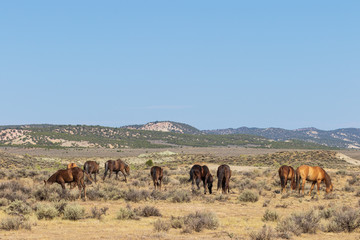 Wild Horses in the Colorado Desert in Summer
