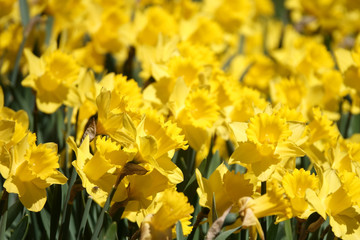 Fototapeta premium beautiful yellow flower