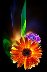 Gerbera orange and gerbera lilac on a multicolored  background, improvization by green, blue, orange and yellow light in black background