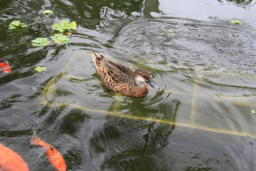 duck in pond