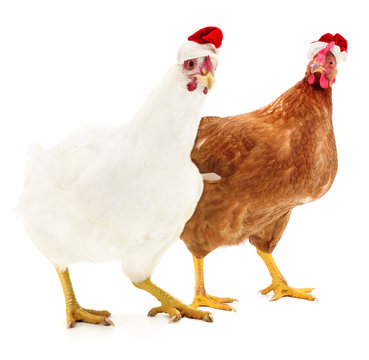 Two chicken in a red Santa Claus hat