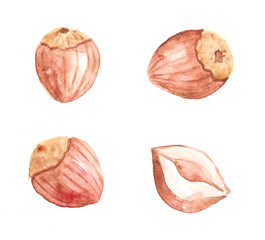 Collection of watercolor hazelnuts.
