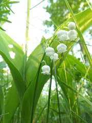 field of corn