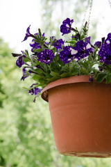 beautiful flowers