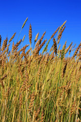 Ripe wheat ears