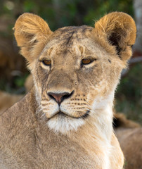 Löwin, Frontansicht Nahaufnahme