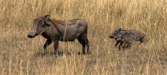 Familie Warzenschwein