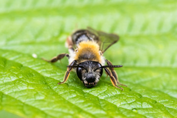 The Worker Bee