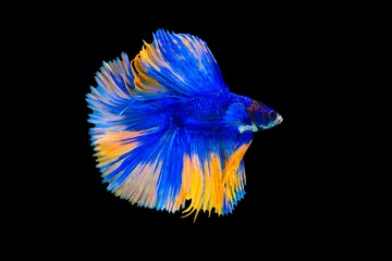 Keuken foto achterwand The moving moment beautiful of fancy siamese betta fish or splendens fighting fish in thailand on black background. Thailand called Pla-kad or half moon biting fish. © Soonthorn