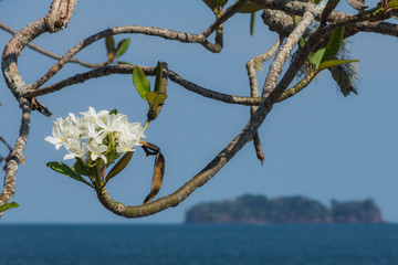 White plumeria with island in background