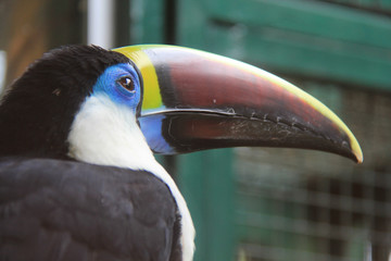 portrait of a toucan