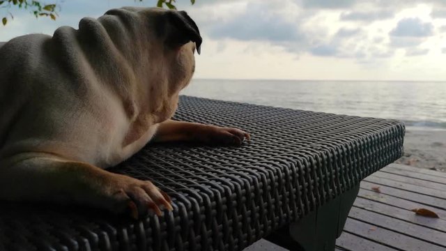 Alone pug dog with big sad eyes and a questioning look on the beach