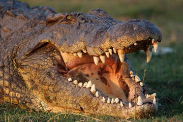 Krokodil am Chobe River