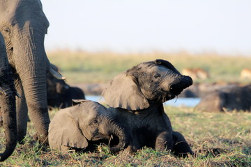 Spielende Baby-Elefanten am Chobe