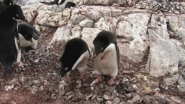 two Adelie penguins that stand near a nest of stones in a colony