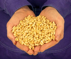 MAN HOLDING PINE NUTS